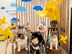 -柴迷FANS CLUB·柴犬狗咖·猫咖
