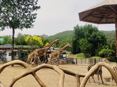 -大连森林动物园