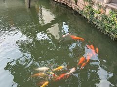 -周庄古镇景区-双桥