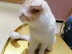 -藏猫猫咖啡主题馆(中央大道店)