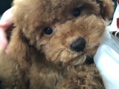 -PETKIT小佩宠物(古北店)