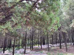 -原山国家森林公园