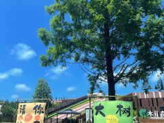 -黄海国家森林公园