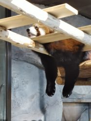 -Zoolung Zoolung动物主题公园(海信广场店)