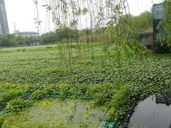 -洋湖国家湿地公园