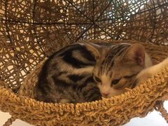 -飞行喵MR PILOT|猫舍·猫咖(静安大融城店)