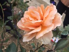 -人民公园(罗湖区)