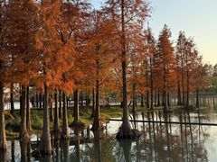 -贡湖湾湿地公园