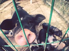 -马陆小张葡萄园农家乐