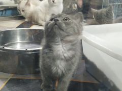 -中环花鸟鱼虫市场