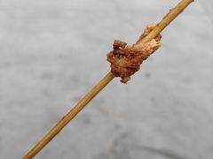 -里脊肉串店(天桥老店)