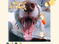 -PETKIT小佩宠物(古北店)