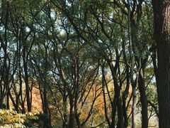 -上海共青森林公园