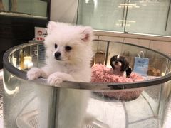 -momokira米努特·德文卷毛猫·棉花面纱犬