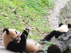 -都江堰中华大熊猫苑