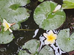 -梵天禅寺