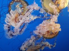 -太平洋海底世界