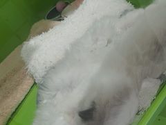 -唐小姐の猫狗洗护·购宠旗舰店(周浦万达店)