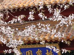 -桃花堤公园
