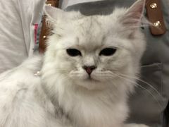-袖虎·猫馆(体育西路店)