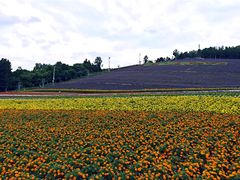 -富田农场