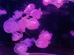 -欢乐海岸海洋奇梦馆