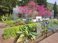 -深圳仙湖植物园