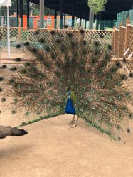 -萌宠亲子动物乐园(槐房万达店)