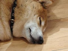 -是阿柴呀！柴犬咖啡·爱喵喵猫咖