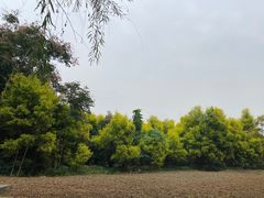 -白鹭湾湿地公园