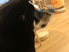 -南京Hallo宠物乐园·哈罗犬舍·柴犬繁育基地