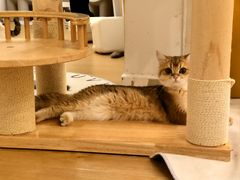 -有喵·猫咖·狗咖·30几只猫10只小狗(岗厦店)