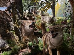 -陕西自然博物馆