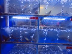 -石锅苗苗鱼(武汉首店)