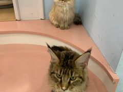 -1013 PET SHOP 宠物商店(近铁城市广场店)