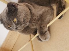 -猫在这儿猫咪咖啡馆·撸猫馆