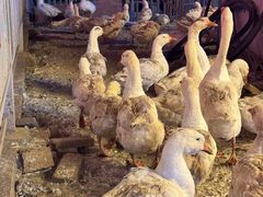 -鱼窝棚柴火铁锅炖(富山屯店)