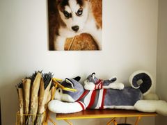 -Husky Go! 哈士奇体验馆·宠物咖啡厅狗咖