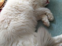 -鼓捣猫呢主题猫咖店