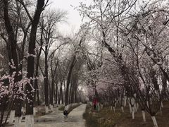 -桃花堤公园