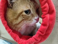 -艾贝尔宠物诊疗