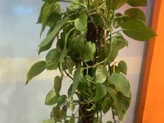 -泰古龙抓龙筋·spa按摩(浦东店)