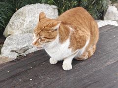 -龙华素斋(龙华路店)