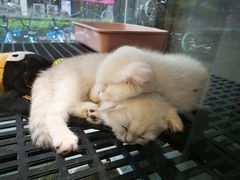 -爱宠屋pet shop·宠物洗澡·宠物美容