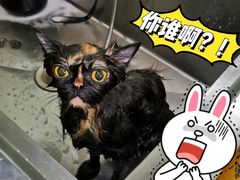 -瑞派动物医院·绝育·犬猫全科·预防医学(光景江南中店)