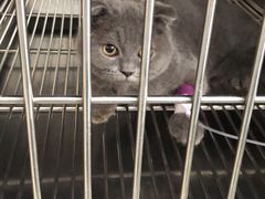 -骐奇宠物诊疗中心(南亭公路店)