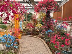 -南宫五洲植物乐园