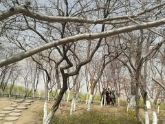 -桃花堤公园