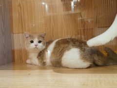 -老吴的猫·猫舍(新区店)