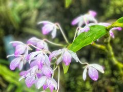 -国家植物园南园